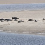 Seals on the sand