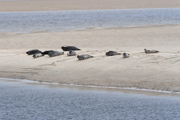 Seals on the sand