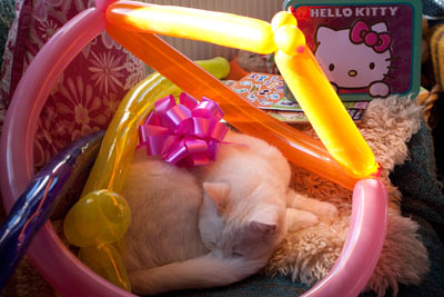 Snowdrop asleep in some balloons