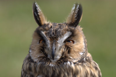 A long eared owl