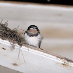 Young swallow by its nest