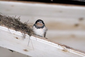 Young swallow by its nest